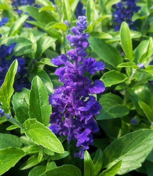 Salvia farinacea 'Sallyfun Deep Ocean'